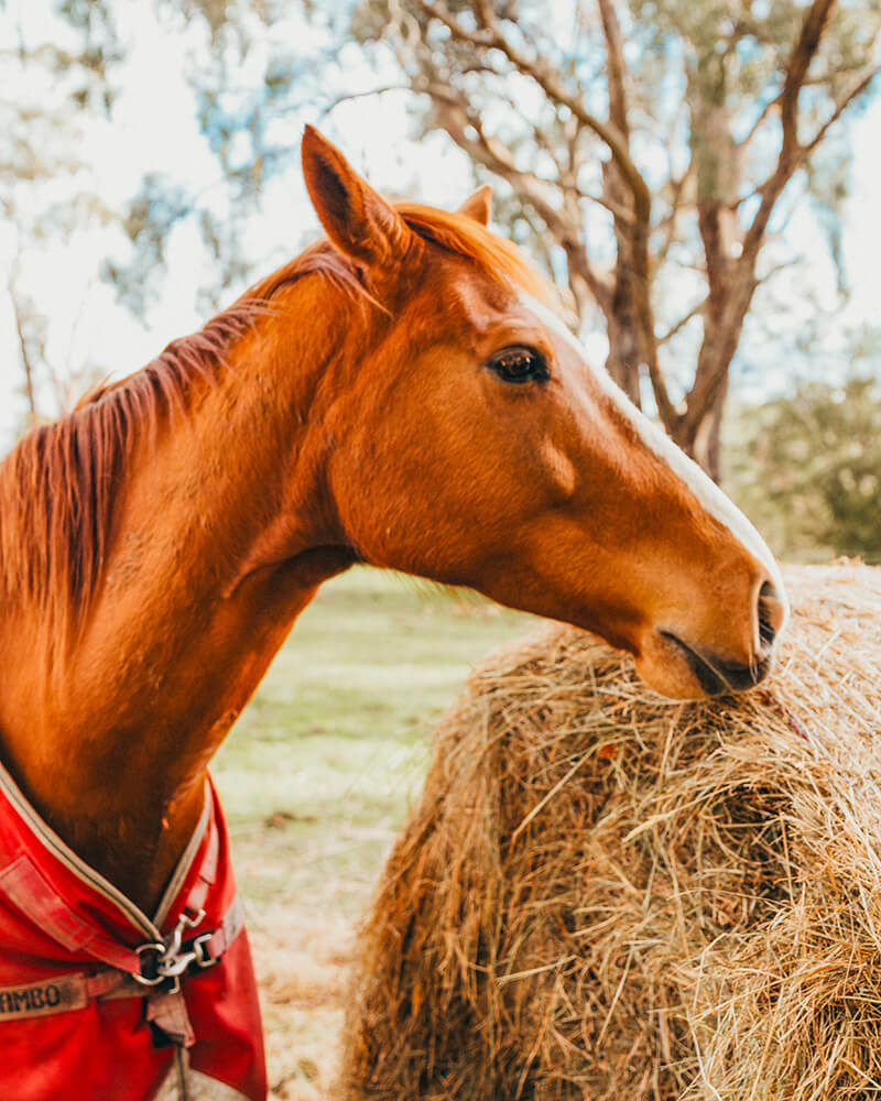 Indy – Meet Our Team Indy, our resident adolescent.