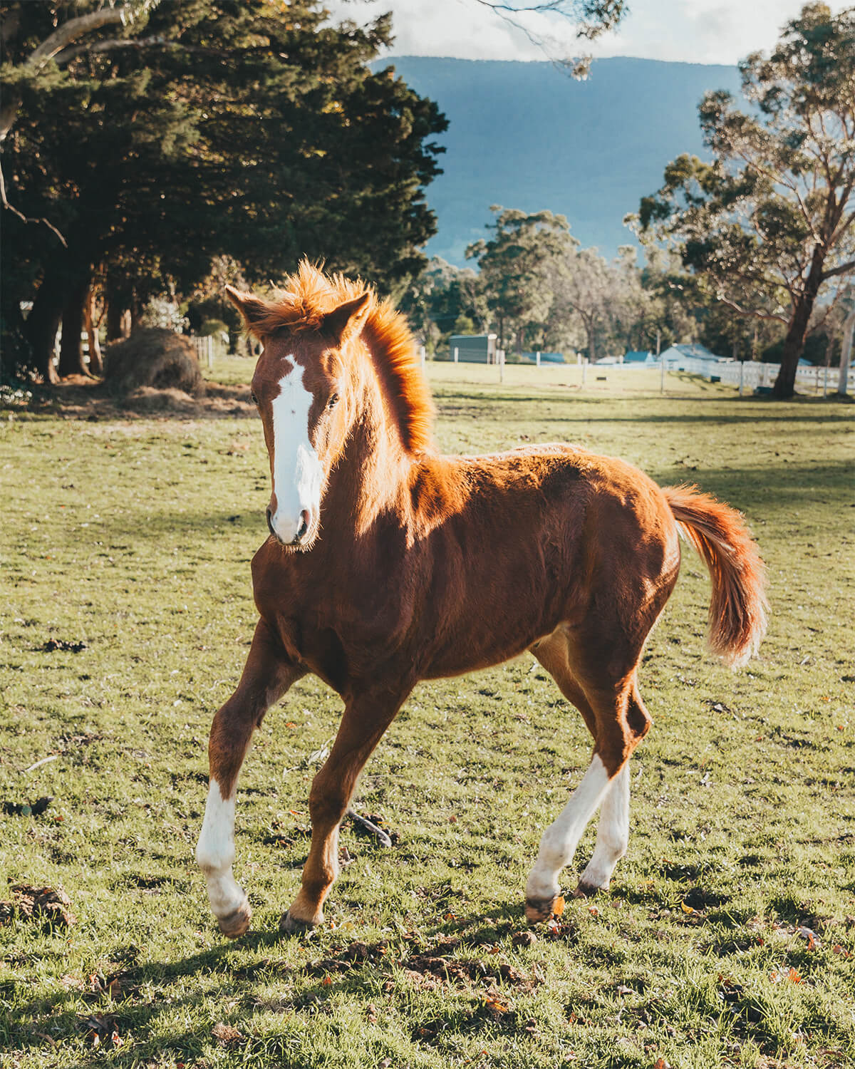 Melbourne Equine Therapy NDIS Schools Groups Horses Nature Children Equine Assisted Learning Yarra Valley Equine Therapy - A Horse galloping and playing in a field.