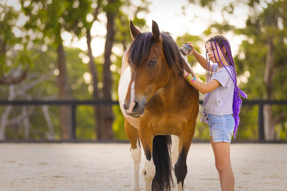 Omeo Omeo, our stunning Brumby from the high country in Omeo.