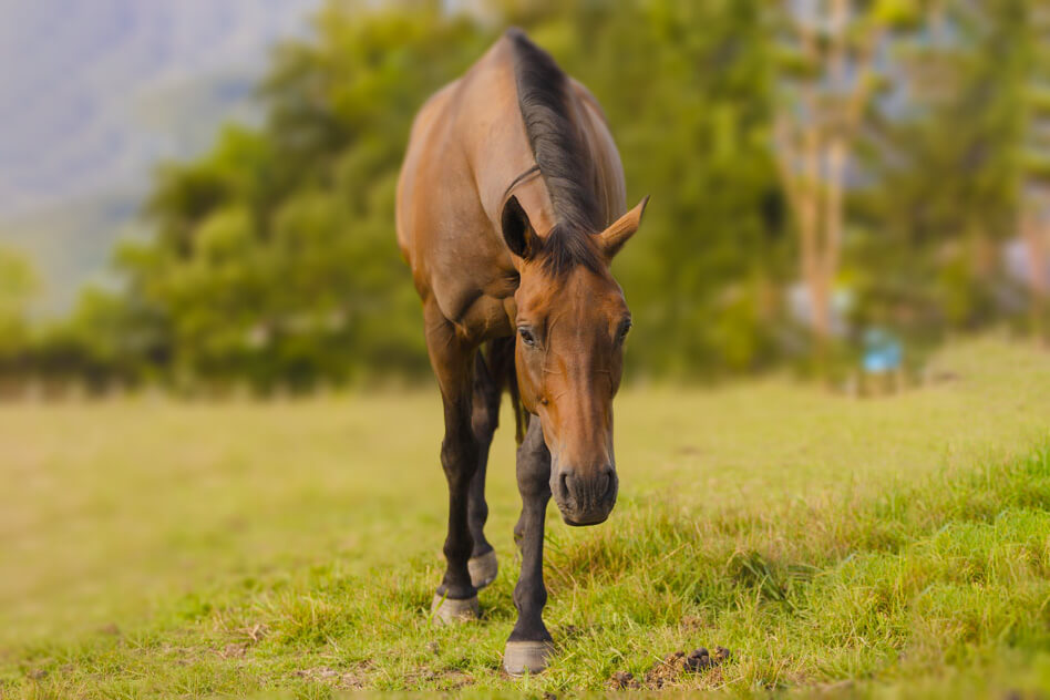 Rocky Rocky, our retired racehorse.