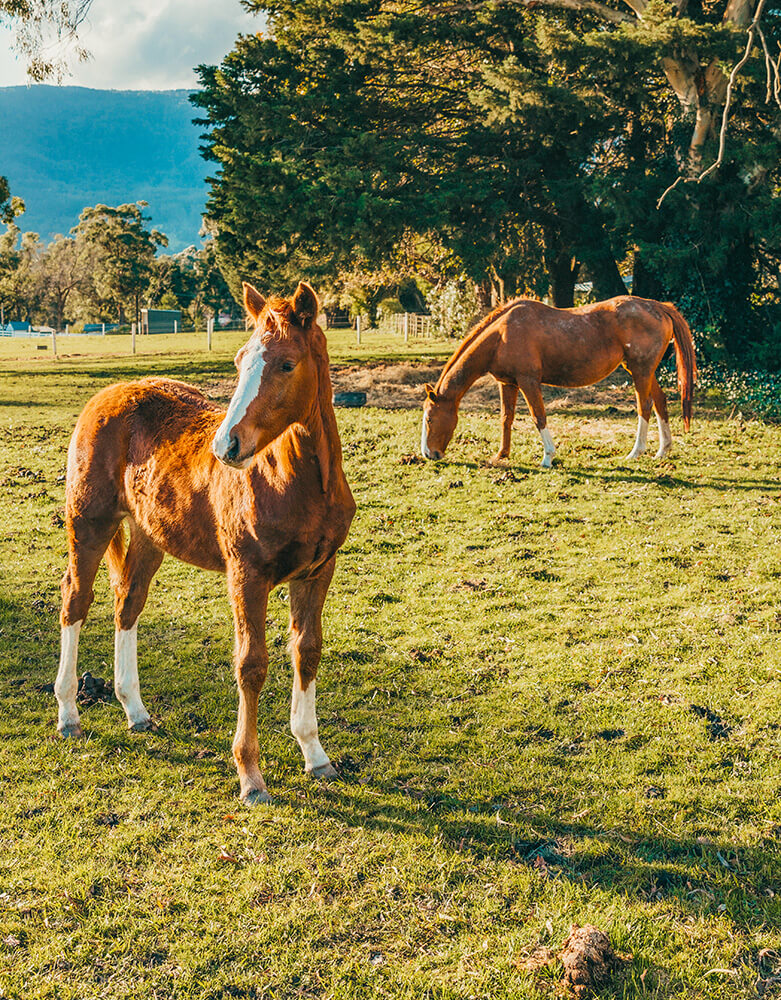 Squiggy and Luda – Meet the Team Luda & Squiggy, our gorgeous warmblood mare and her new foal Squiggy.