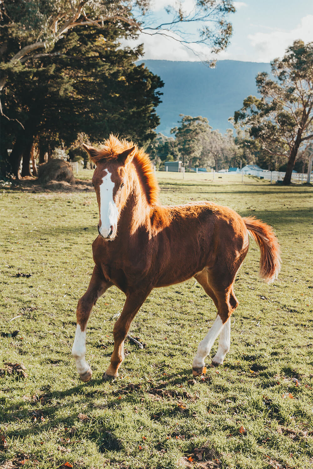 Yarra Valley Equine Therapy NDIS Schools Groups Horses Nature Children Equine Assisted Learning Yarra Valley Equine Therapy - A Horse galloping and playing in a field.